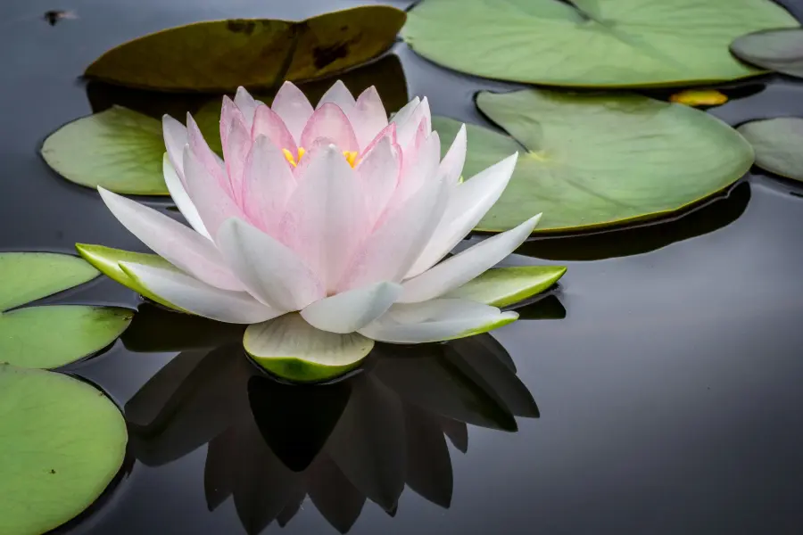 Lily