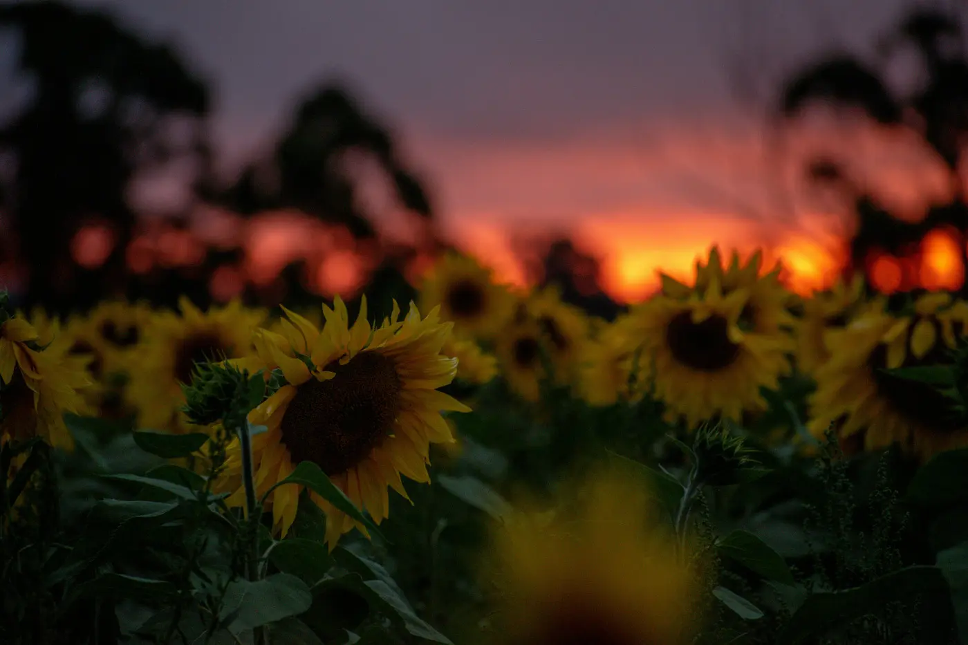 Sunflowersunset