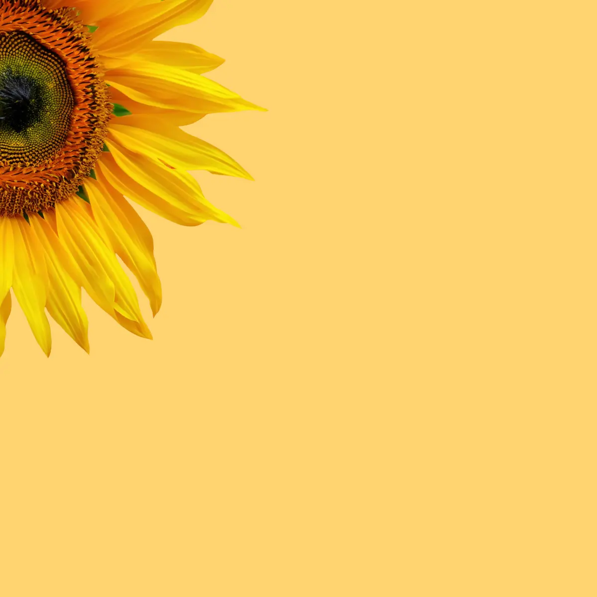 Sunflowerwall