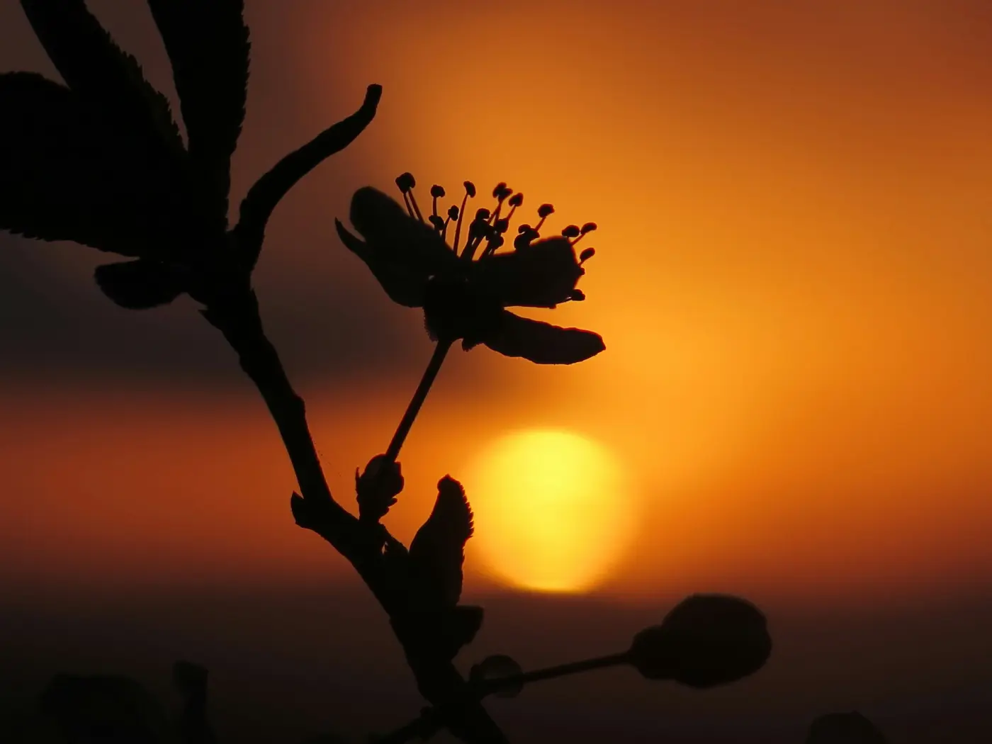 Sunriseplant