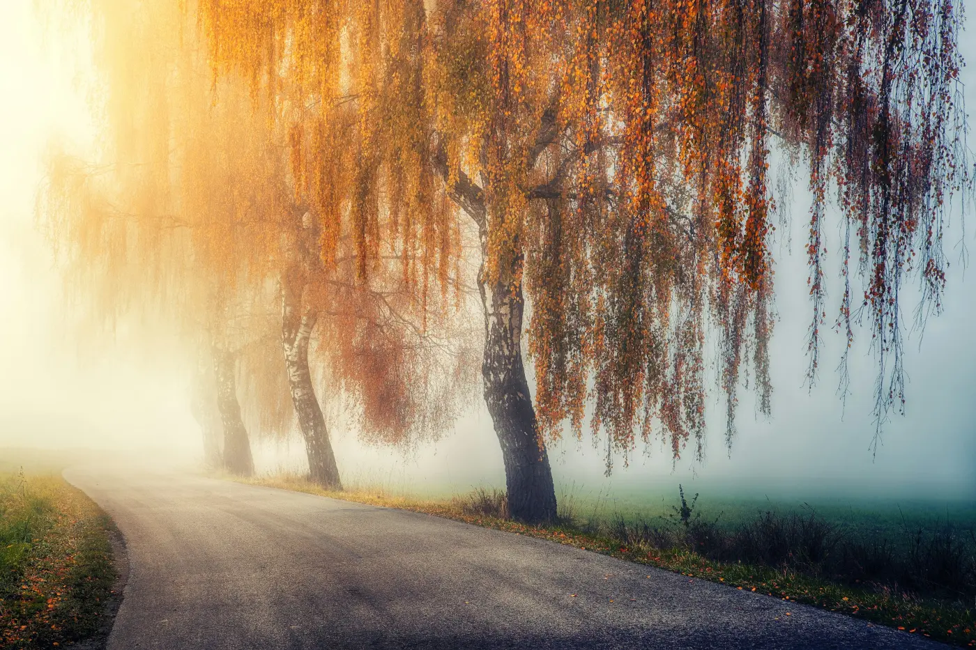 Weepingwillow